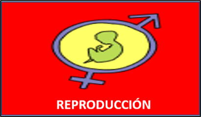 Reproducción